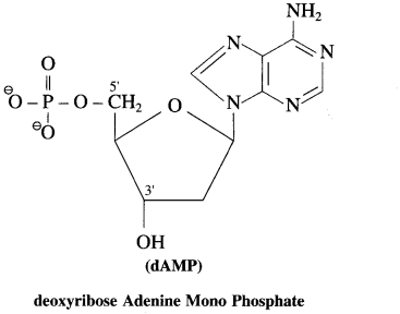 Maharashtra-Board-Class-12-Chemistry-Solutions-Chapter-14-Biomolecules-106
