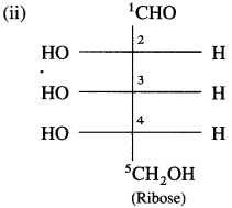 Maharashtra-Board-Class-12-Chemistry-Solutions-Chapter-14-Biomolecules-22