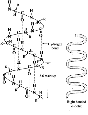 Maharashtra-Board-Class-12-Chemistry-Solutions-Chapter-14-Biomolecules-78