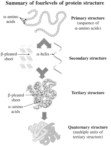 Maharashtra-Board-Class-12-Chemistry-Solutions-Chapter-14-Biomolecules-81
