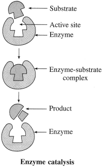 Maharashtra-Board-Class-12-Chemistry-Solutions-Chapter-14-Biomolecules-85
