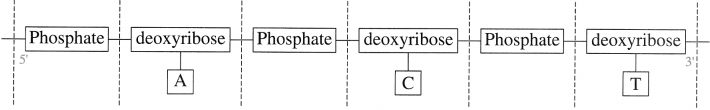 Maharashtra-Board-Class-12-Chemistry-Solutions-Chapter-14-Biomolecules-97