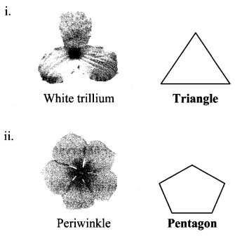 Maharashtra-Board-Class-6-Maths-Solutions-Chapter-16-Quadrilaterals-Practice-Set-38-3