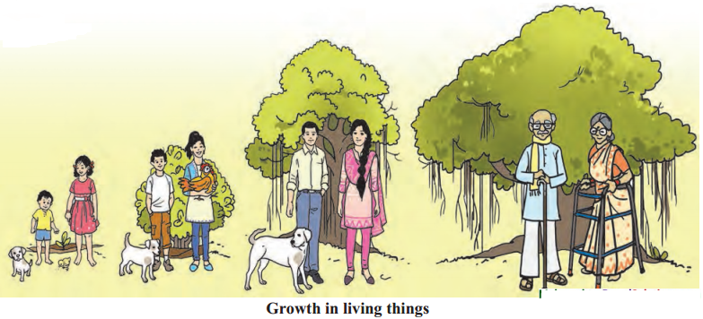 Maharashtra-Board-Class-6-Science-Solutions-Chapter-2-The-Living-World-1