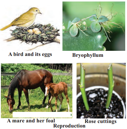 Maharashtra-Board-Class-6-Science-Solutions-Chapter-2-The-Living-World-2