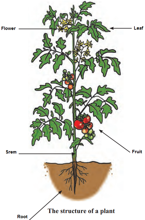 Maharashtra-Board-Class-6-Science-Solutions-Chapter-3-Diversity-in-Living-Things-and-their-Classification-3