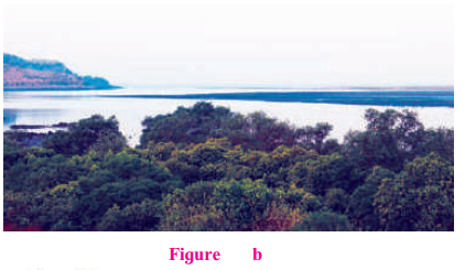 Maharashtra-Board-Class-7-Geography-Solutions-Chapter-3-Tides-10