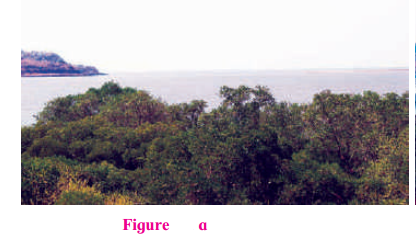 Maharashtra-Board-Class-7-Geography-Solutions-Chapter-3-Tides-9