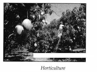 Maharashtra-Board-Class-7-Geography-Solutions-Chapter-9-Agriculture-4