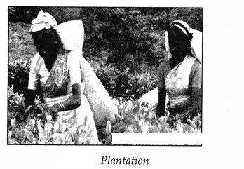Maharashtra-Board-Class-7-Geography-Solutions-Chapter-9-Agriculture-6