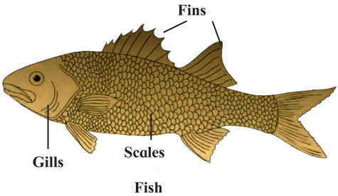 Maharashtra-Board-Class-7-Science-Solutions-Chapter-1-The-Living-World-Adaptations-and-Classification-2
