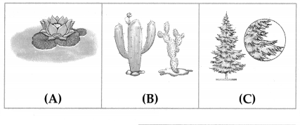 Maharashtra-Board-Class-7-Science-Solutions-Chapter-1-The-Living-World-Adaptations-and-Classification-4