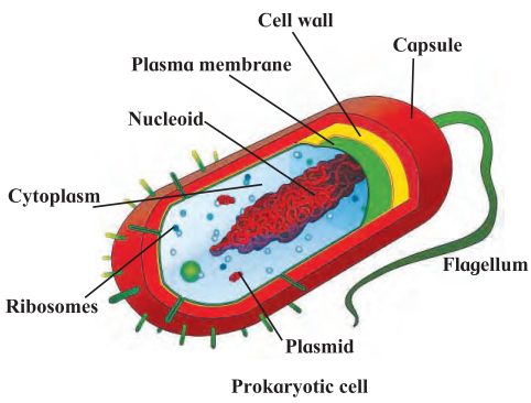 Maharashtra-Board-Class-7-Science-Solutions-Chapter-11-Cell-Structure-and-Micro-organisms-4