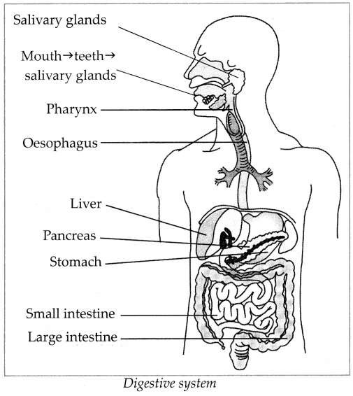 Maharashtra-Board-Class-7-Science-Solutions-Chapter-12-The-Muscular-System-and-Digestive-System-in-Human-Beings-1