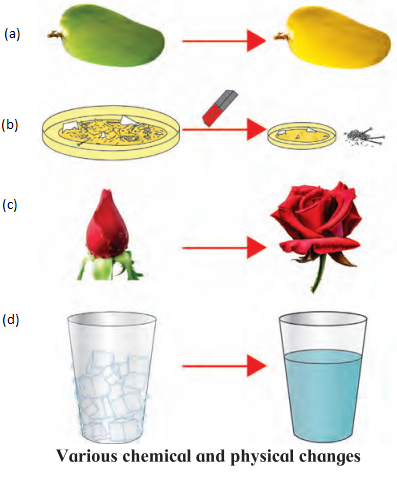 Maharashtra-Board-Class-7-Science-Solutions-Chapter-13-Changes-Physical-and-Chemical-1.1