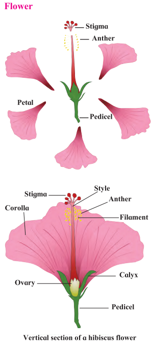 Maharashtra-Board-Class-7-Science-Solutions-Chapter-2-Plants-Structure-and-Function-1