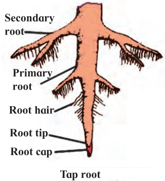 Maharashtra-Board-Class-7-Science-Solutions-Chapter-2-Plants-Structure-and-Function-5