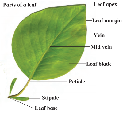Maharashtra-Board-Class-7-Science-Solutions-Chapter-2-Plants-Structure-and-Function-6
