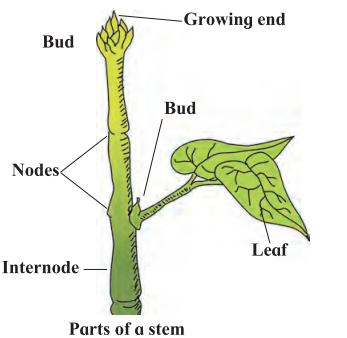 Maharashtra-Board-Class-7-Science-Solutions-Chapter-2-Plants-Structure-and-Function-7