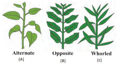 Maharashtra-Board-Class-7-Science-Solutions-Chapter-2-Plants-Structure-and-Function-8