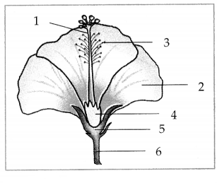 Maharashtra-Board-Class-7-Science-Solutions-Chapter-2-Plants-Structure-and-Function-9