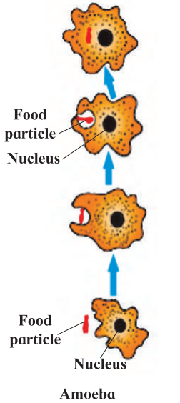 Maharashtra-Board-Class-7-Science-Solutions-Chapter-4-Nutrition-in-Living-Organisms-4
