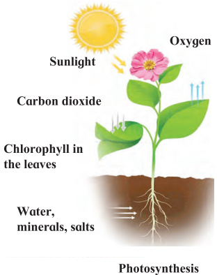 Maharashtra-Board-Class-7-Science-Solutions-Chapter-4-Nutrition-in-Living-Organisms-6