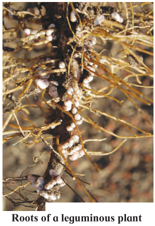 Maharashtra-Board-Class-7-Science-Solutions-Chapter-4-Nutrition-in-Living-Organisms-8