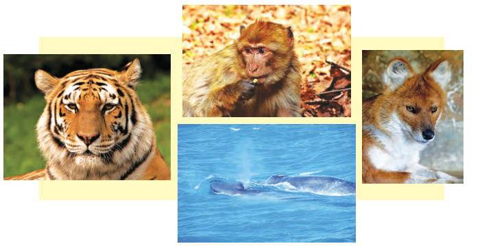 Maharashtra-Board-Class-9-English-Kumarbharati-Solutions-Chapter-2.2-A-True-Story-of-Sea-Turtles-1