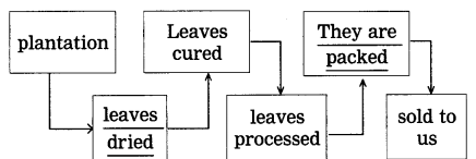 Maharashtra-Board-Class-9-My-English-Coursebook-Solutions-Chapter-1.4-The-Story-of-Tea-4