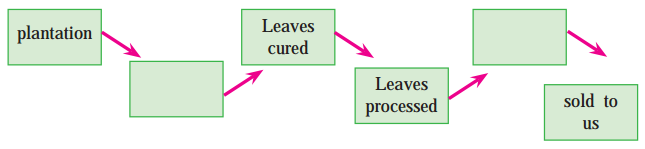 Maharashtra-Board-Class-9-My-English-Coursebook-Solutions-Chapter-1.4-The-Story-of-Tea-5