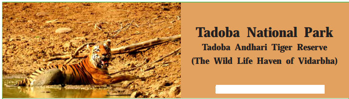 Maharashtra-Board-Class-9-My-English-Coursebook-Solutions-Chapter-4.4-The-Tempest-4