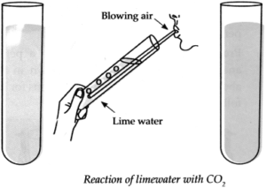 Maharashtra-Board-Class-9-Science-Solutions-Chapter-13-Carbon-An-Important-Element-24-300x213