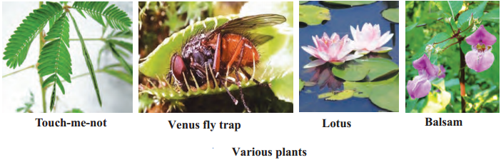 Maharashtra-Board-Class-9-Science-Solutions-Chapter-15-Life-Processes-in-Living-Organisms-10