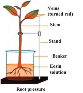 Maharashtra-Board-Class-9-Science-Solutions-Chapter-15-Life-Processes-in-Living-Organisms-12