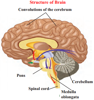 Maharashtra-Board-Class-9-Science-Solutions-Chapter-15-Life-Processes-in-Living-Organisms-2