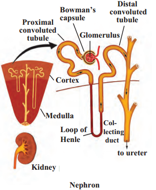 Maharashtra-Board-Class-9-Science-Solutions-Chapter-15-Life-Processes-in-Living-Organisms-3