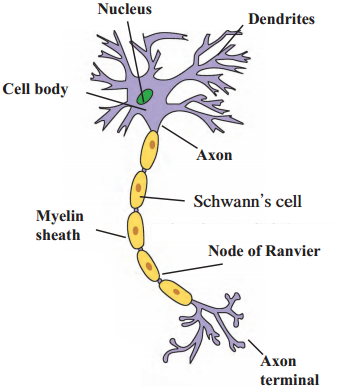 Maharashtra-Board-Class-9-Science-Solutions-Chapter-15-Life-Processes-in-Living-Organisms-4