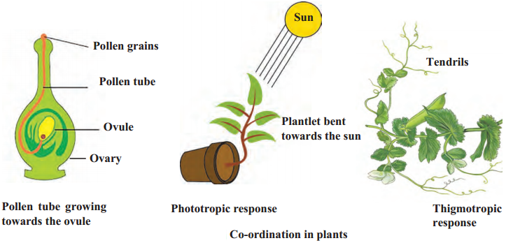 Maharashtra-Board-Class-9-Science-Solutions-Chapter-15-Life-Processes-in-Living-Organisms-9