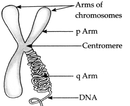 Maharashtra-Board-Class-9-Science-Solutions-Chapter-16-Heredity-and-Variation-10