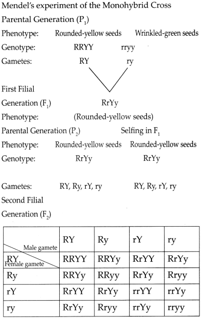 Maharashtra-Board-Class-9-Science-Solutions-Chapter-16-Heredity-and-Variation-4