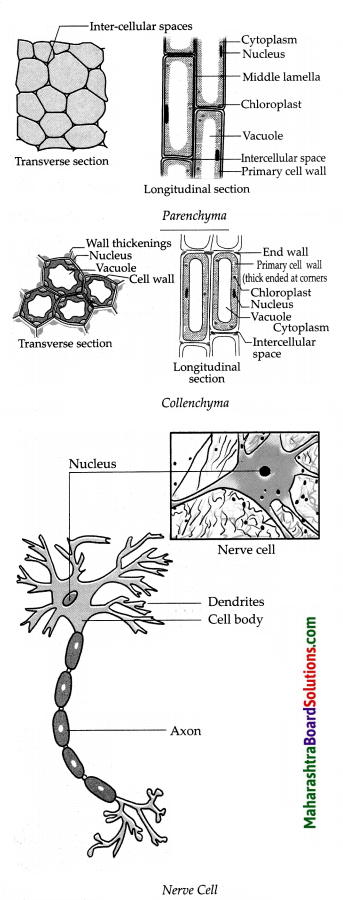 Maharashtra-Board-Class-9-Science-Solutions-Chapter-17-Introduction-to-Biotechnology-2