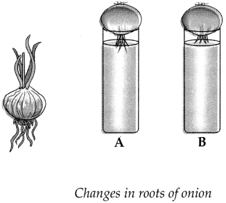 Maharashtra-Board-Class-9-Science-Solutions-Chapter-17-Introduction-to-Biotechnology-6
