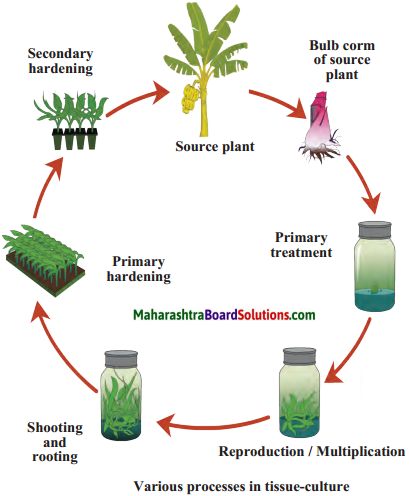 Maharashtra-Board-Class-9-Science-Solutions-Chapter-17-Introduction-to-Biotechnology-7