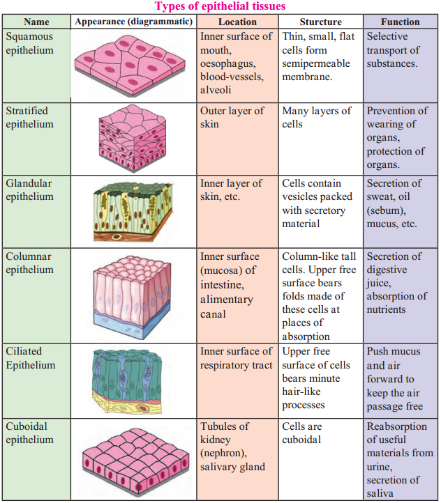 Maharashtra-Board-Class-9-Science-Solutions-Chapter-17-Introduction-to-Biotechnology-8