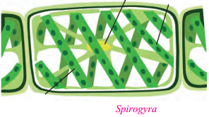 Maharashtra-Board-Class-9-Science-Solutions-Chapter-6-Classification-of-Plants-11