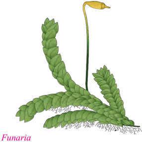 Maharashtra-Board-Class-9-Science-Solutions-Chapter-6-Classification-of-Plants-12