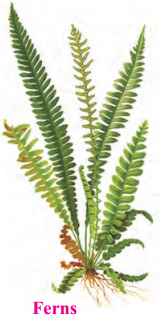 Maharashtra-Board-Class-9-Science-Solutions-Chapter-6-Classification-of-Plants-13