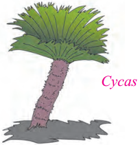 Maharashtra-Board-Class-9-Science-Solutions-Chapter-6-Classification-of-Plants-14
