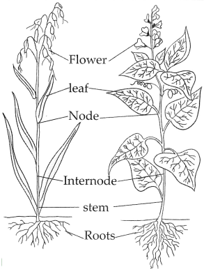 Maharashtra-Board-Class-9-Science-Solutions-Chapter-6-Classification-of-Plants-15